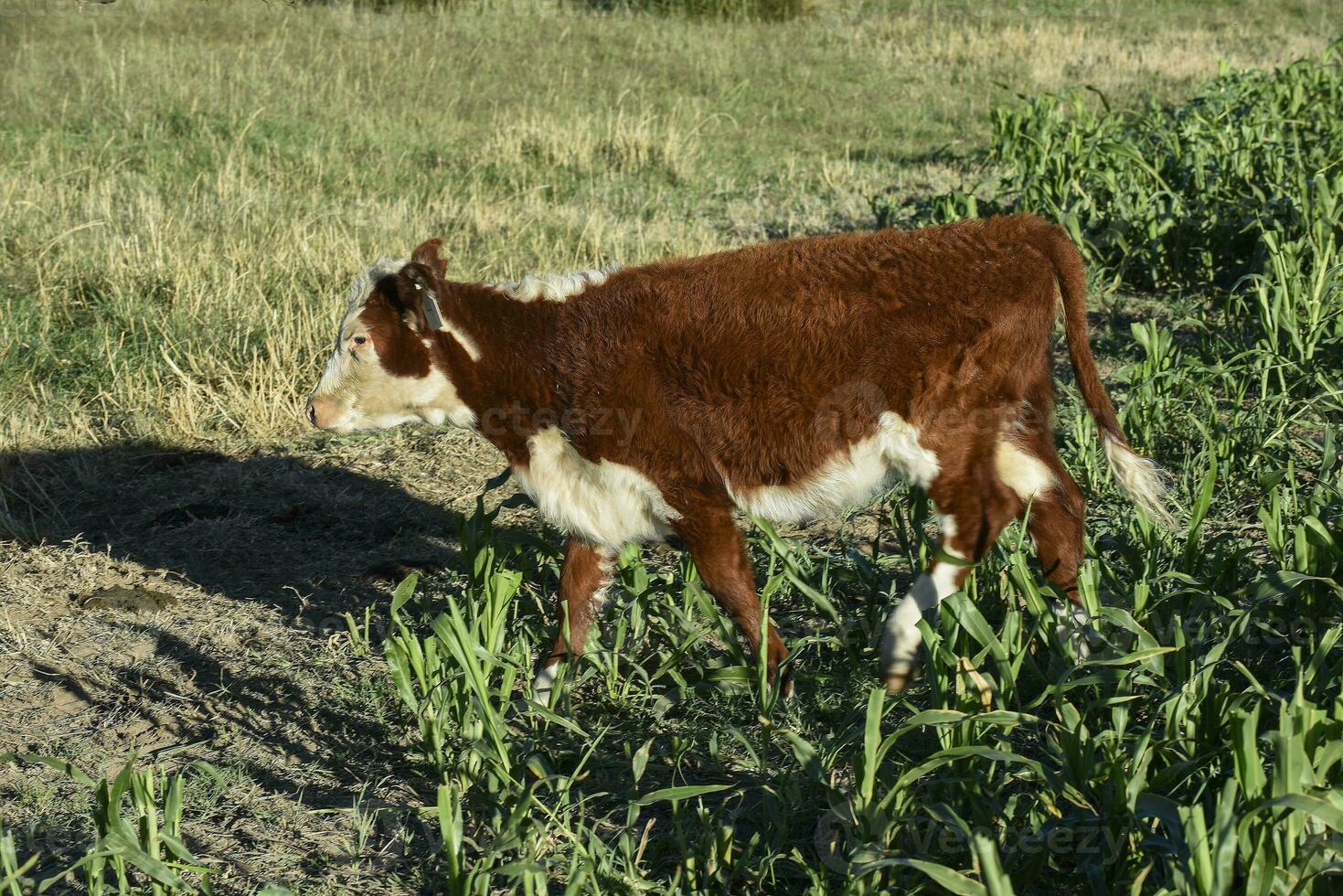 Cattle raising  with natural pastures in Pampas countryside, La Pampa Province,Patagonia, Argentina. photo