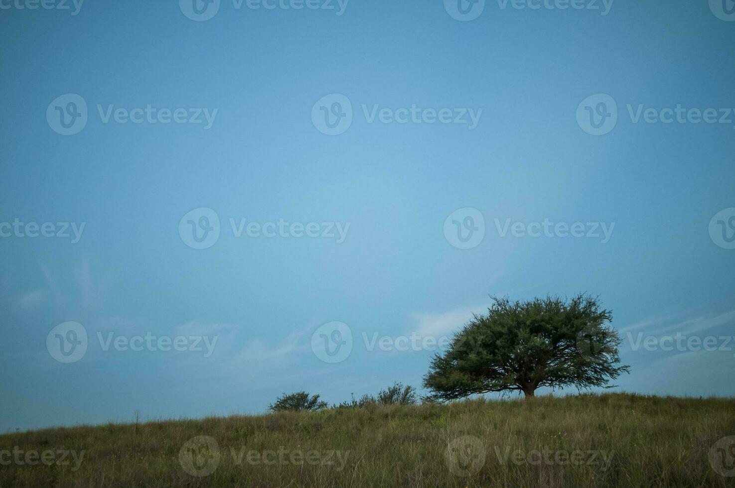 Plain landscape with the typical tree, La Pampa Province, Patagonia, Argentina. photo