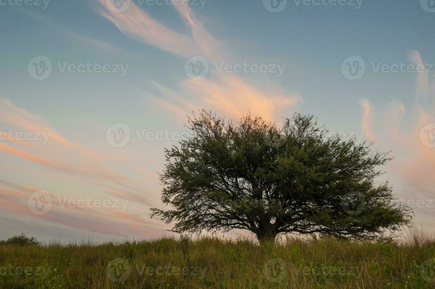 Pampas grass landscape, La Pampa province, Patagonia, Argentina. photo