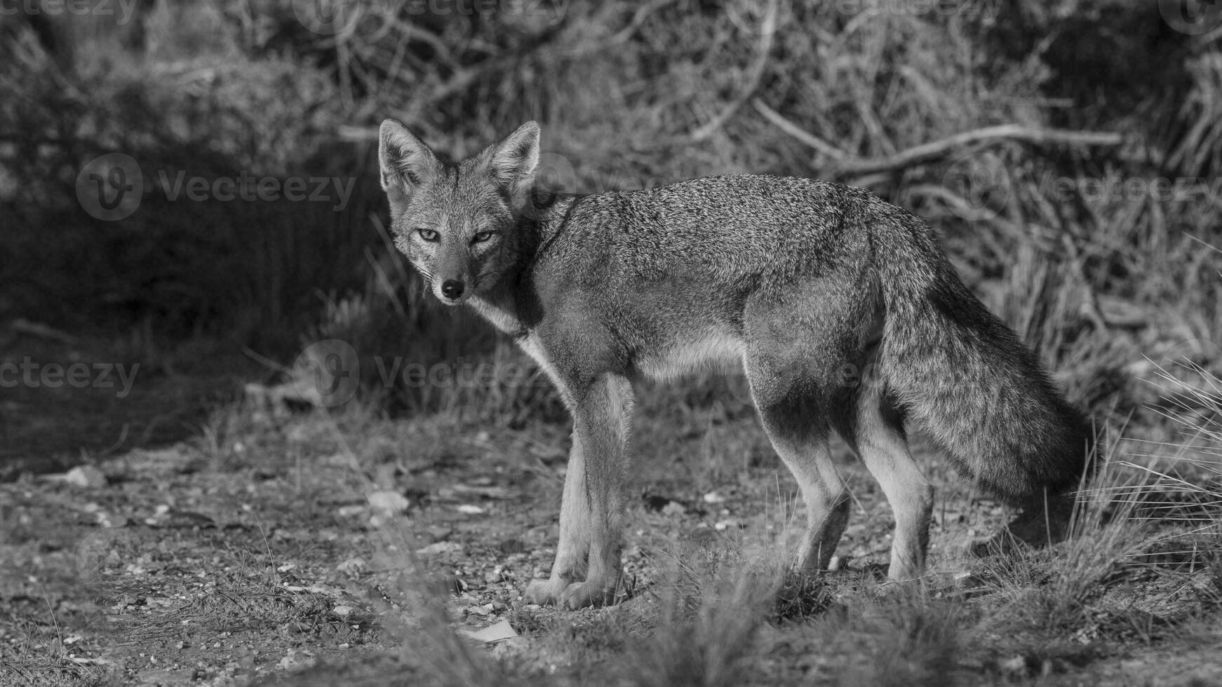 pampa gris zorro en pampa césped ambiente, la pampa provincia, Patagonia, argentina. foto