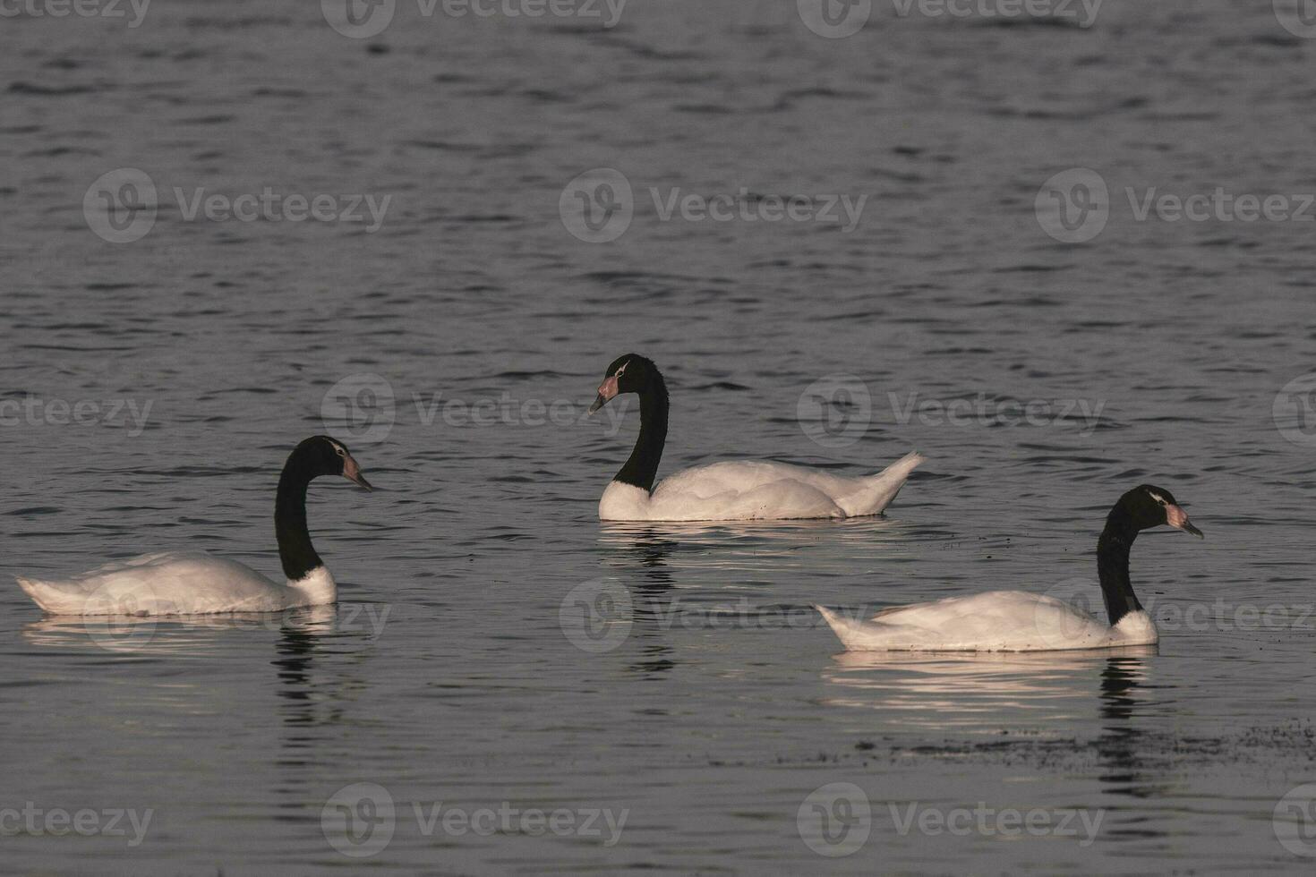 Black necked Swan swimming in a lagoon, La Pampa Province, Patagonia, Argentina. photo