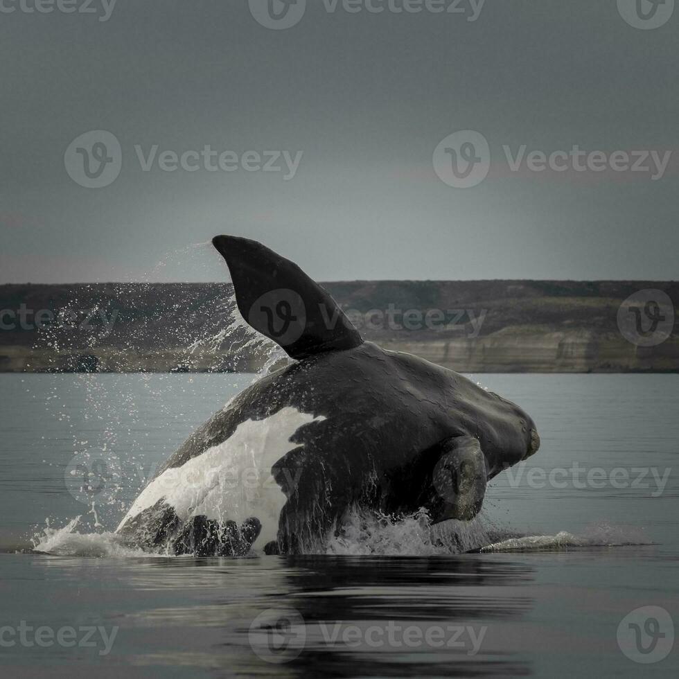 Southern right whale,jumping behavior, Puerto Madryn, Patagonia, Argentina photo