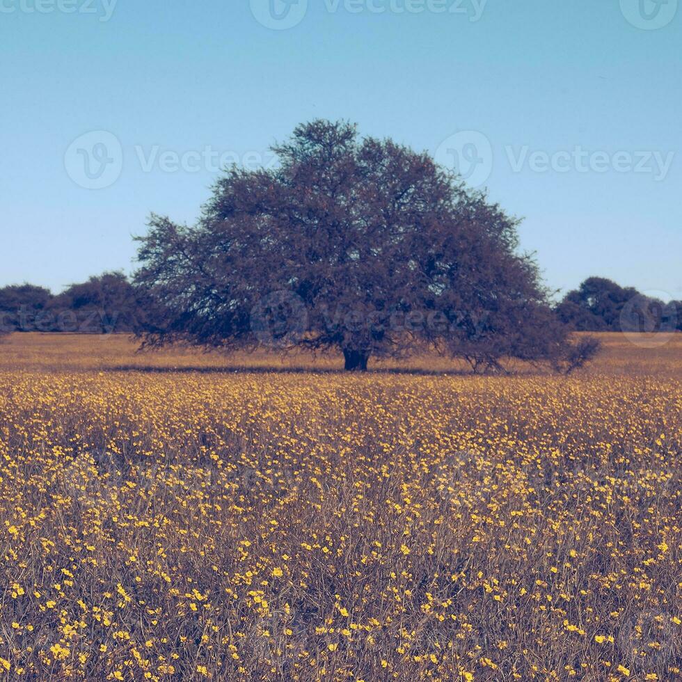 Flowered field in the Pampas Plain, La Pampa Province, Patagonia, Argentina. photo