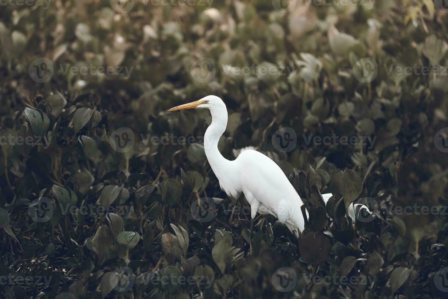 Great White Egret in wetland environment,Pantanal , Mato Grosso, Brazil. photo