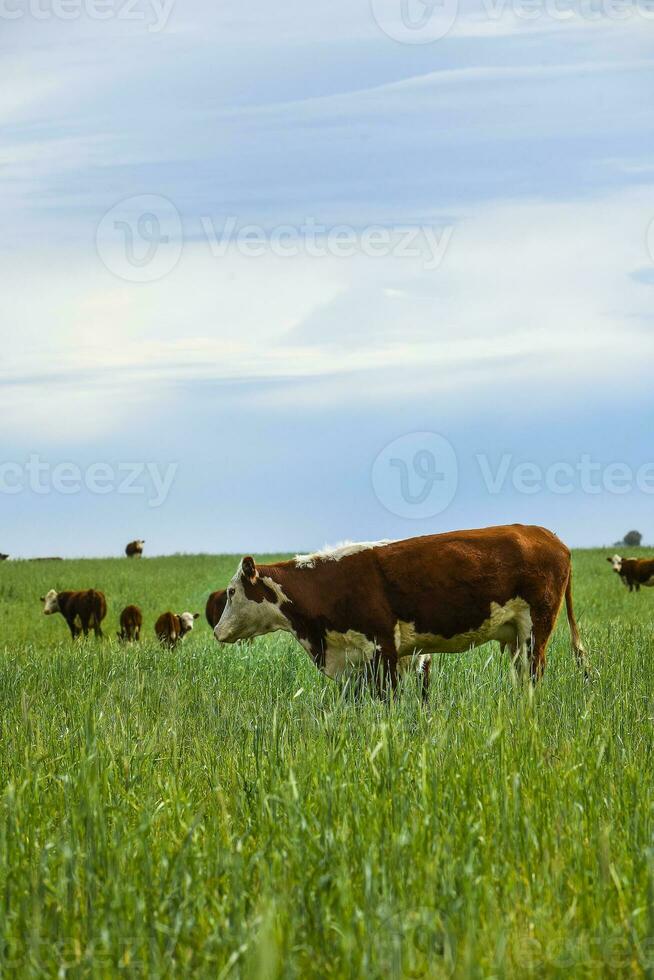 Cattle raising  with natural pastures in Pampas countryside, La Pampa Province,Patagonia, Argentina. photo