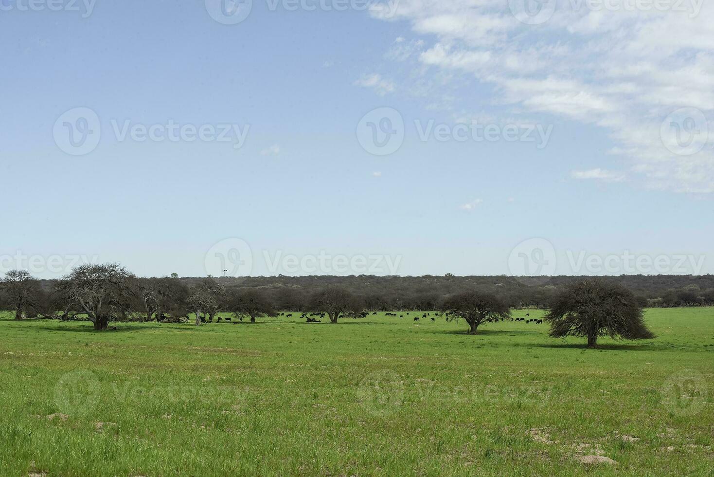 Pampas countryside landscape, La Pampa province, Patagonia, Argentina. photo