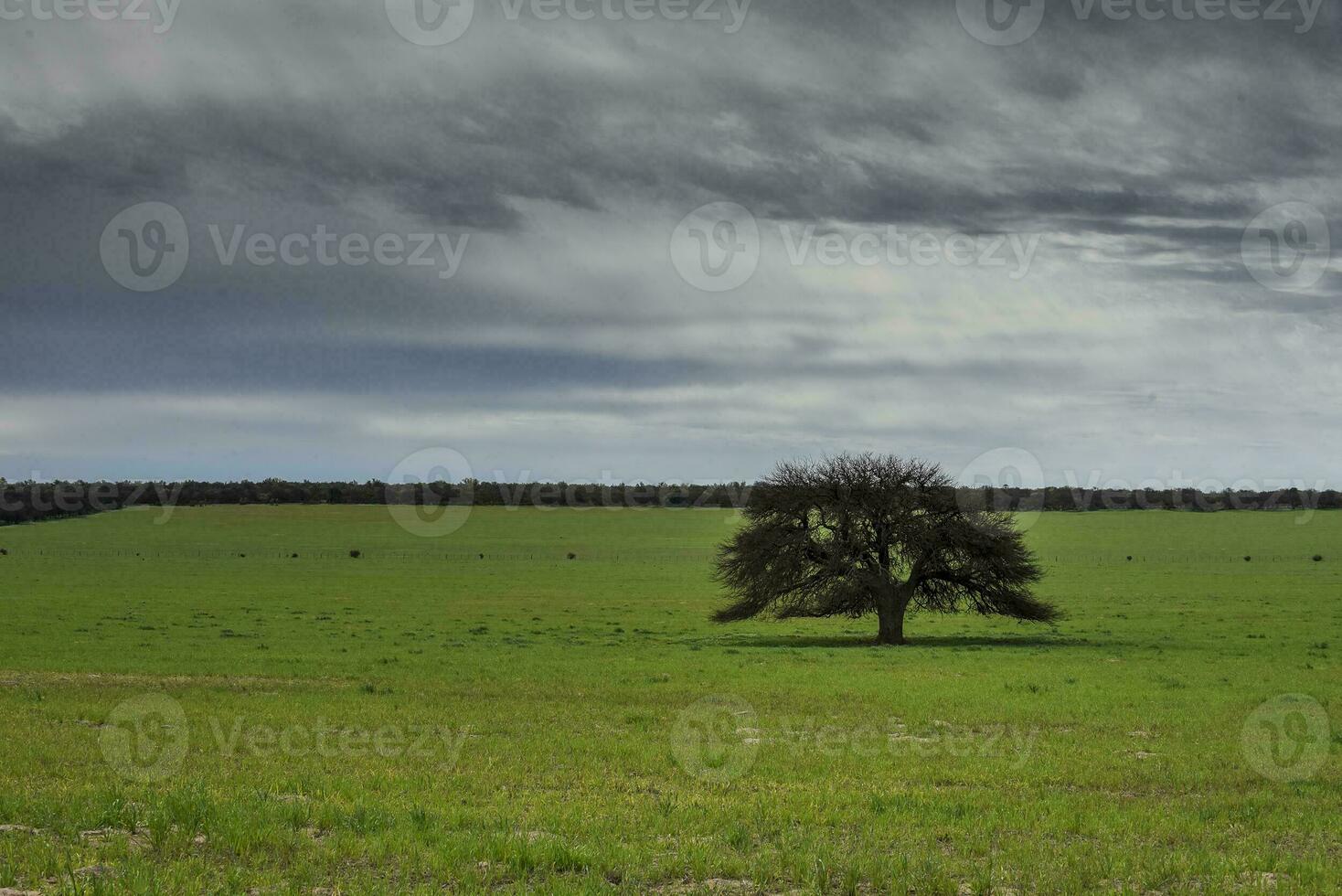 Pampas countryside landscape, La Pampa province, Patagonia, Argentina. photo