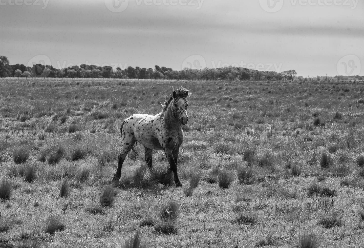 Herd of horses in the coutryside, La Pampa province, Patagonia,  Argentina. photo