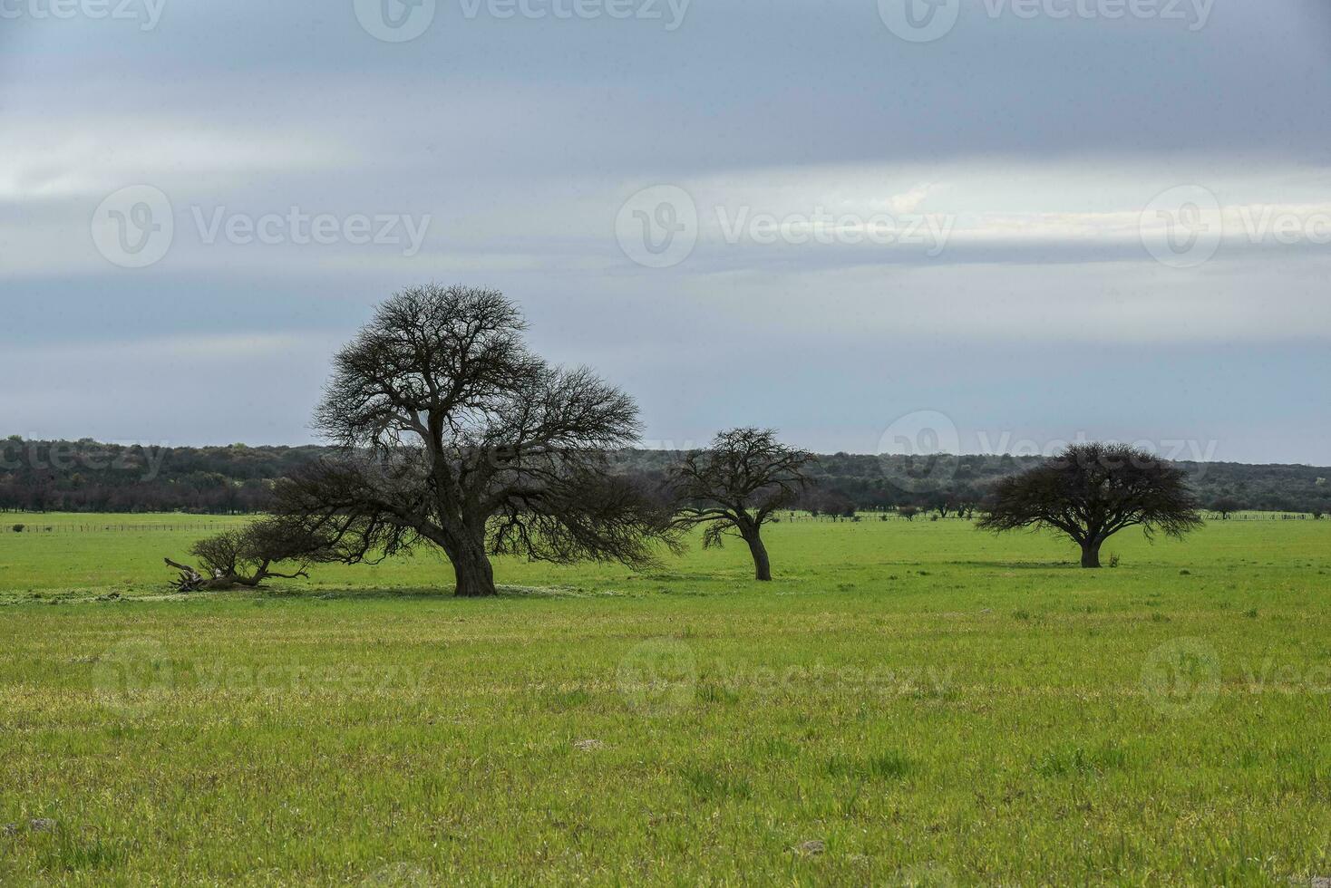 Pampas countryside landscape, La Pampa province, Patagonia, Argentina. photo