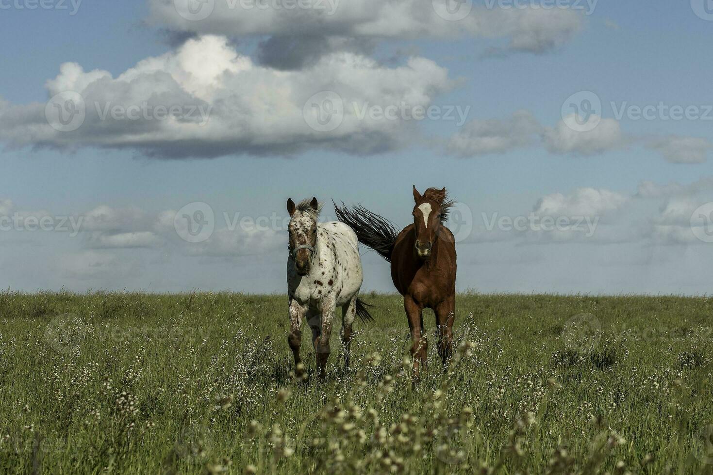 manada de caballos en el campo, la pampa provincia, Patagonia, argentina. foto