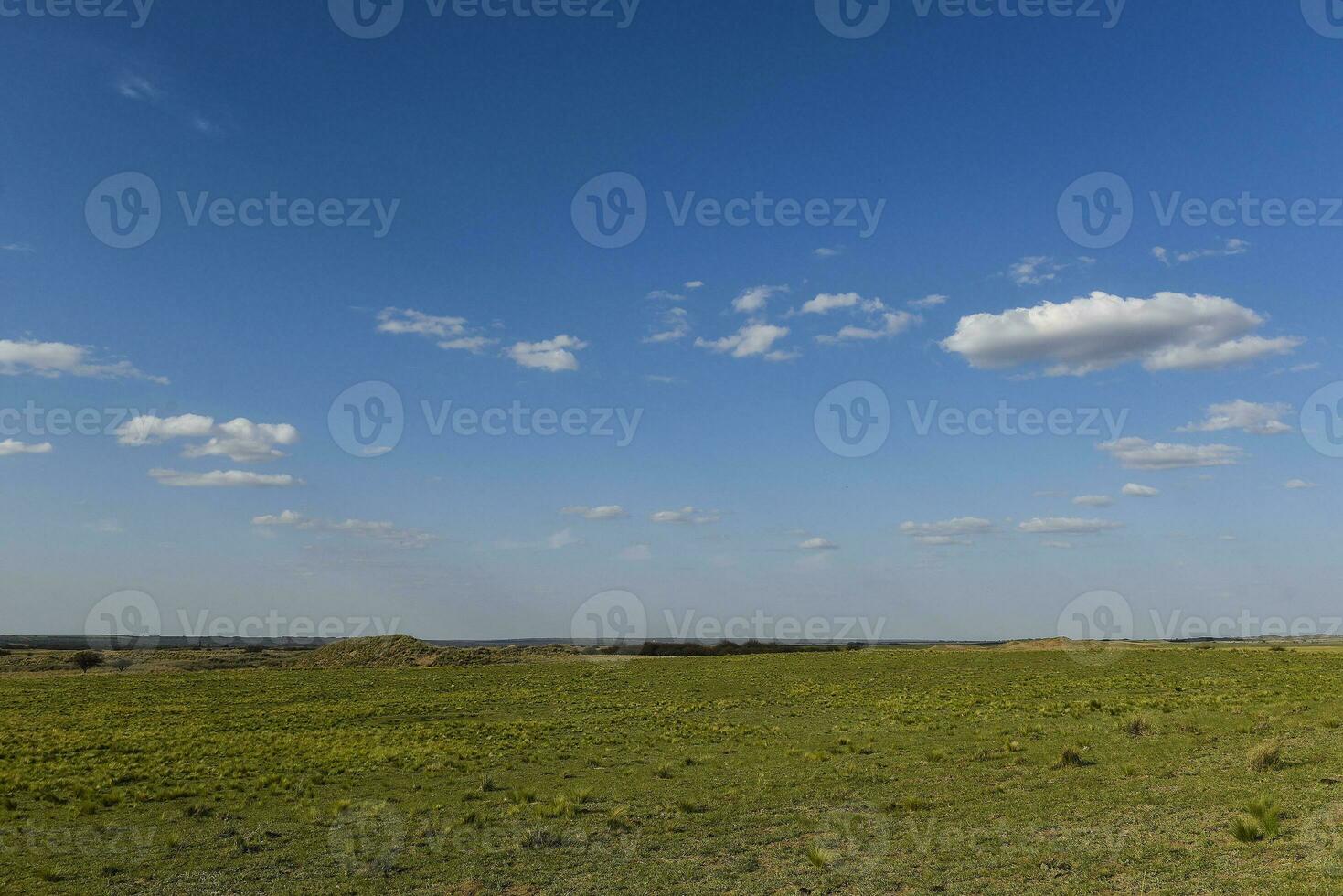 Pampas grass landscape, La Pampa province, Patagonia, Argentina. photo