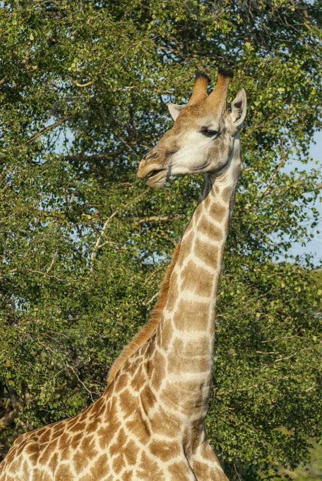 jirafa, kruger nacional parque, sur África foto