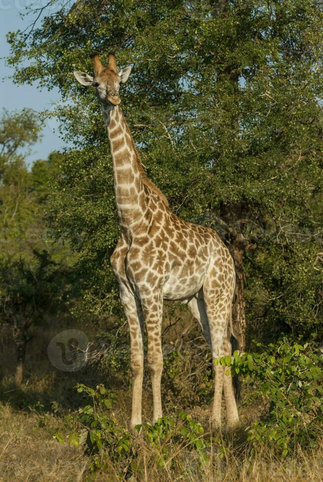 jirafa, kruger nacional parque, sur África foto