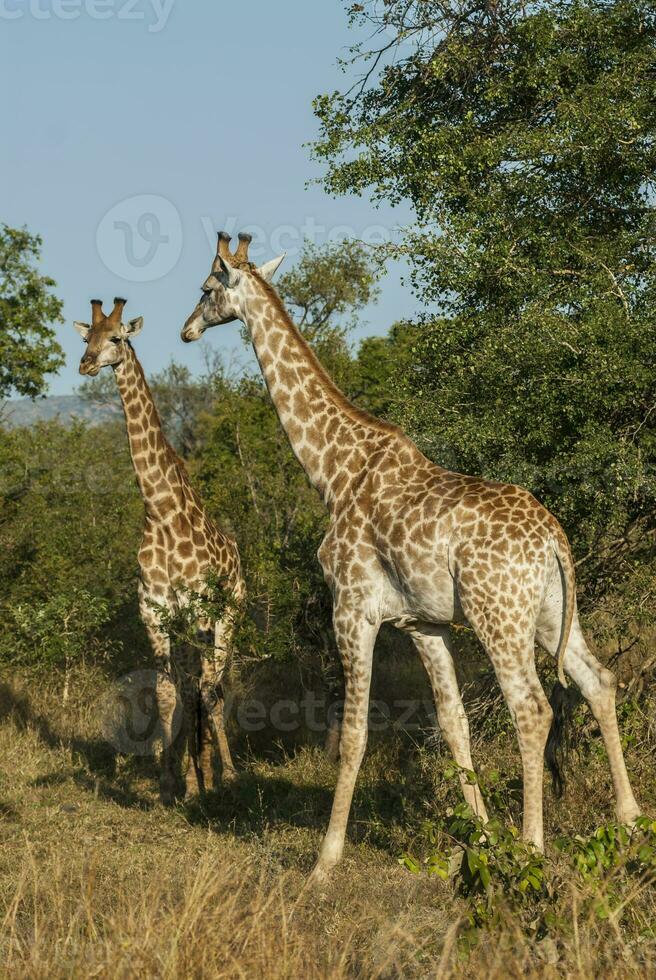 jirafa, kruger nacional parque, sur África foto