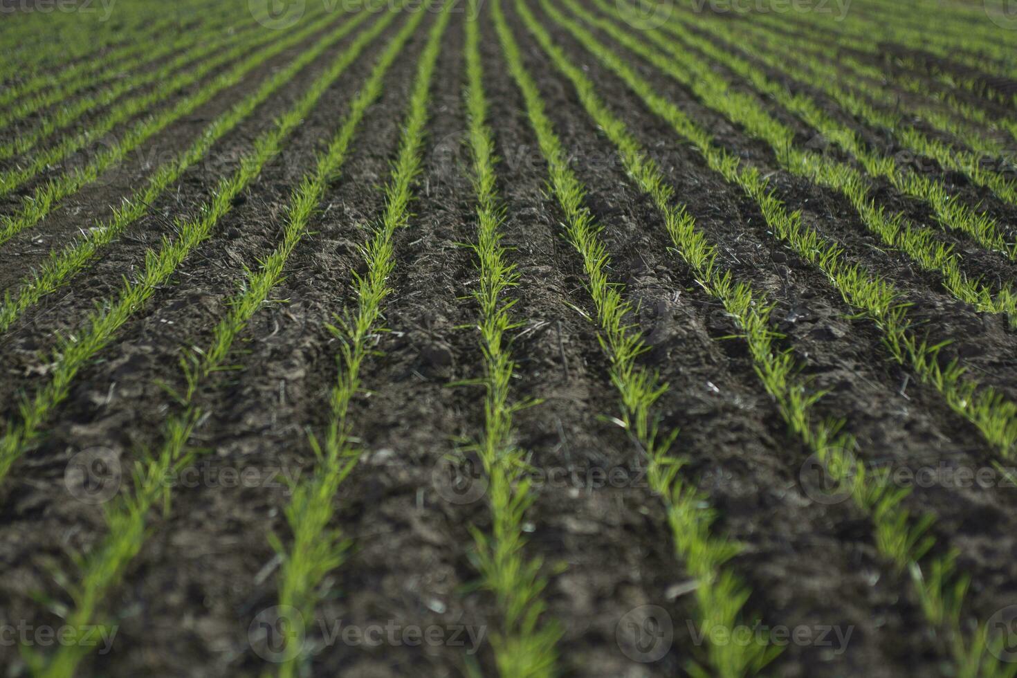 Furrows in a cultivated field, La Pampa Province , Argentina photo