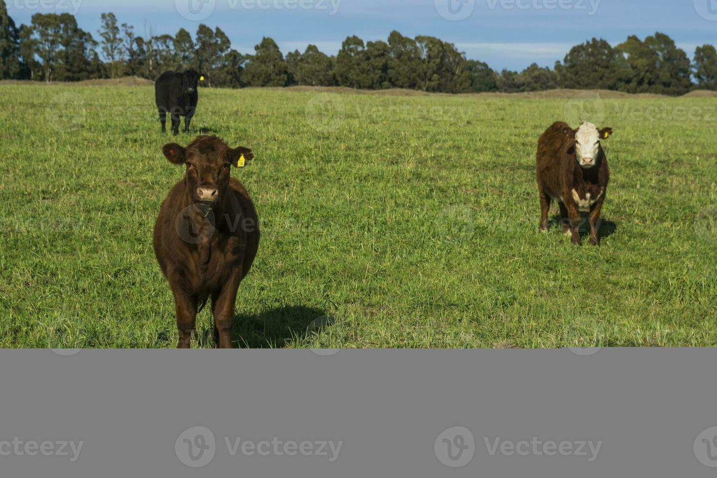 Cows grazing in the field, in the Pampas plain, Argentina photo