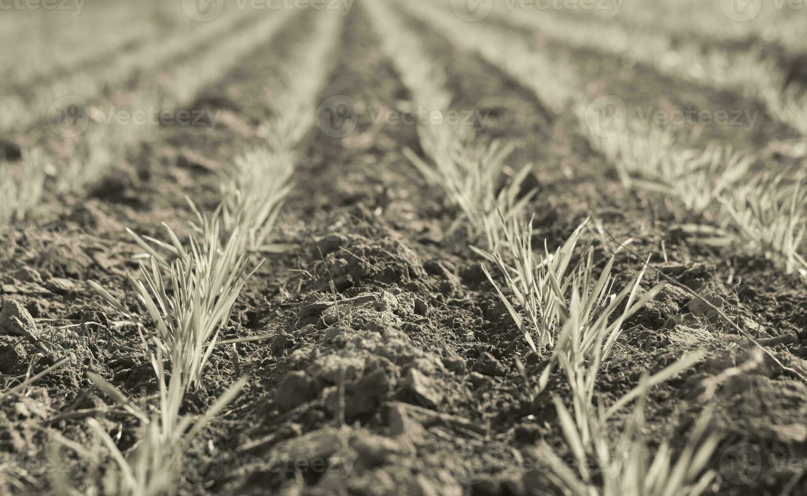 Sowing direct rows, Argentina photo