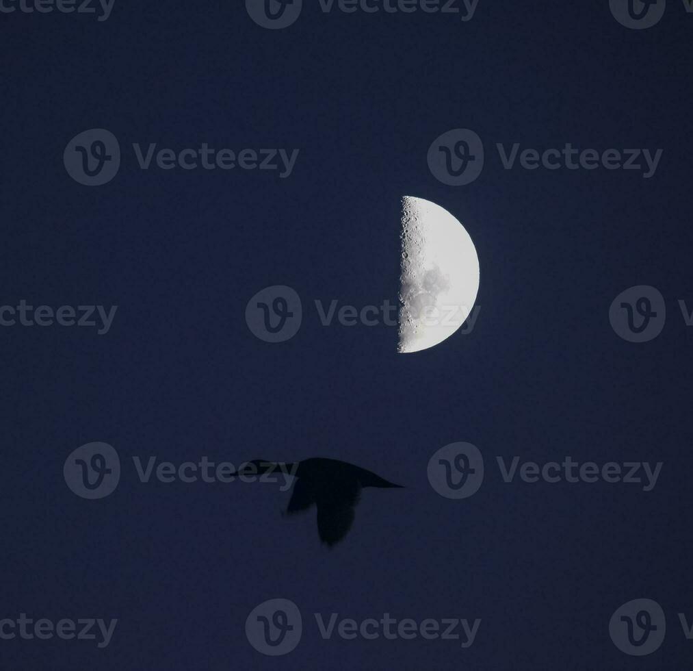 Birds and moon landscape photo