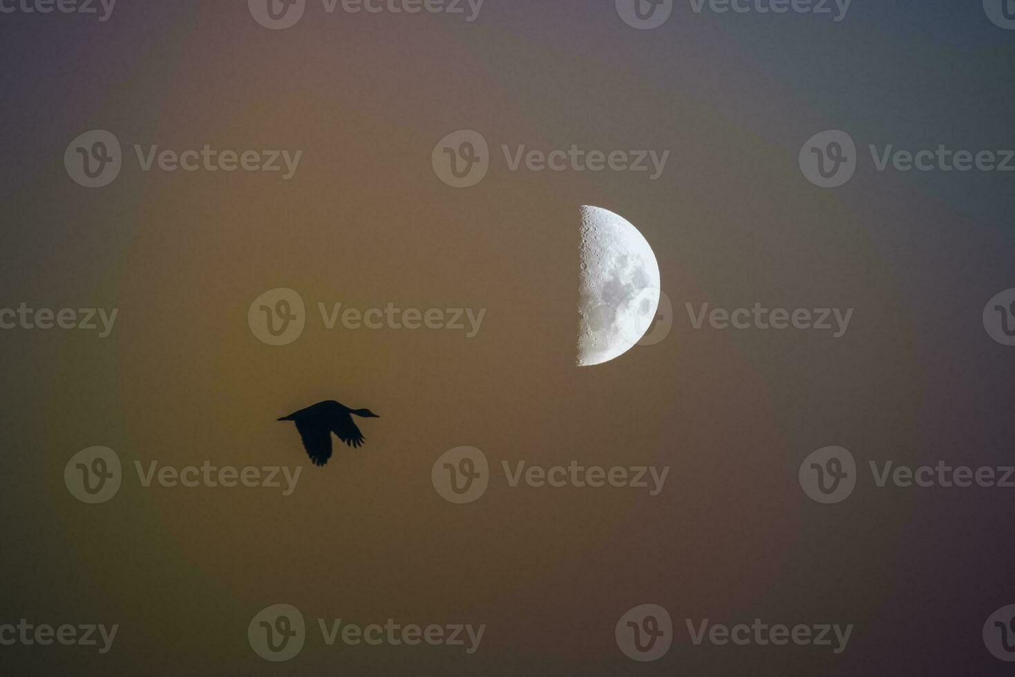 Birds and moon landscape photo