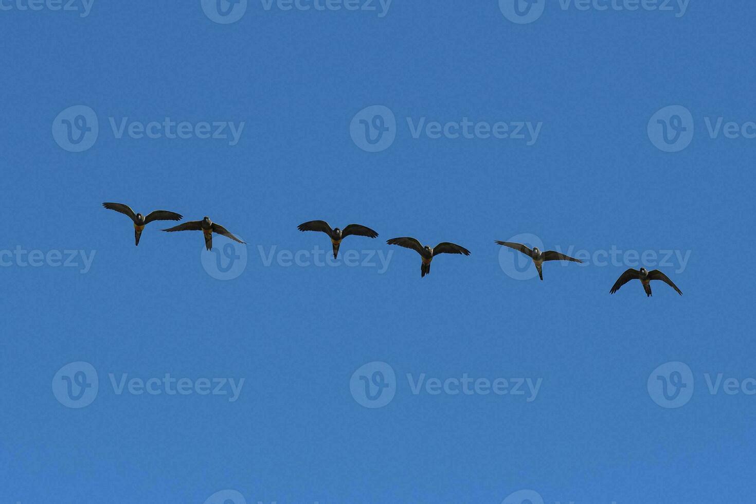 Burrowing Parrot in flight, La Pampa Province, Patagonia, Argentina photo