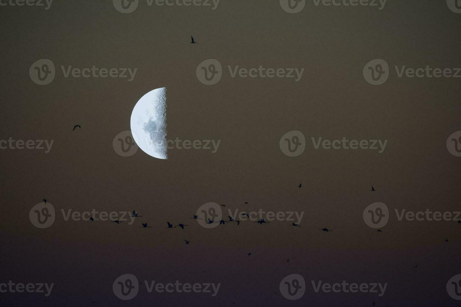 Birds and moon landscape photo