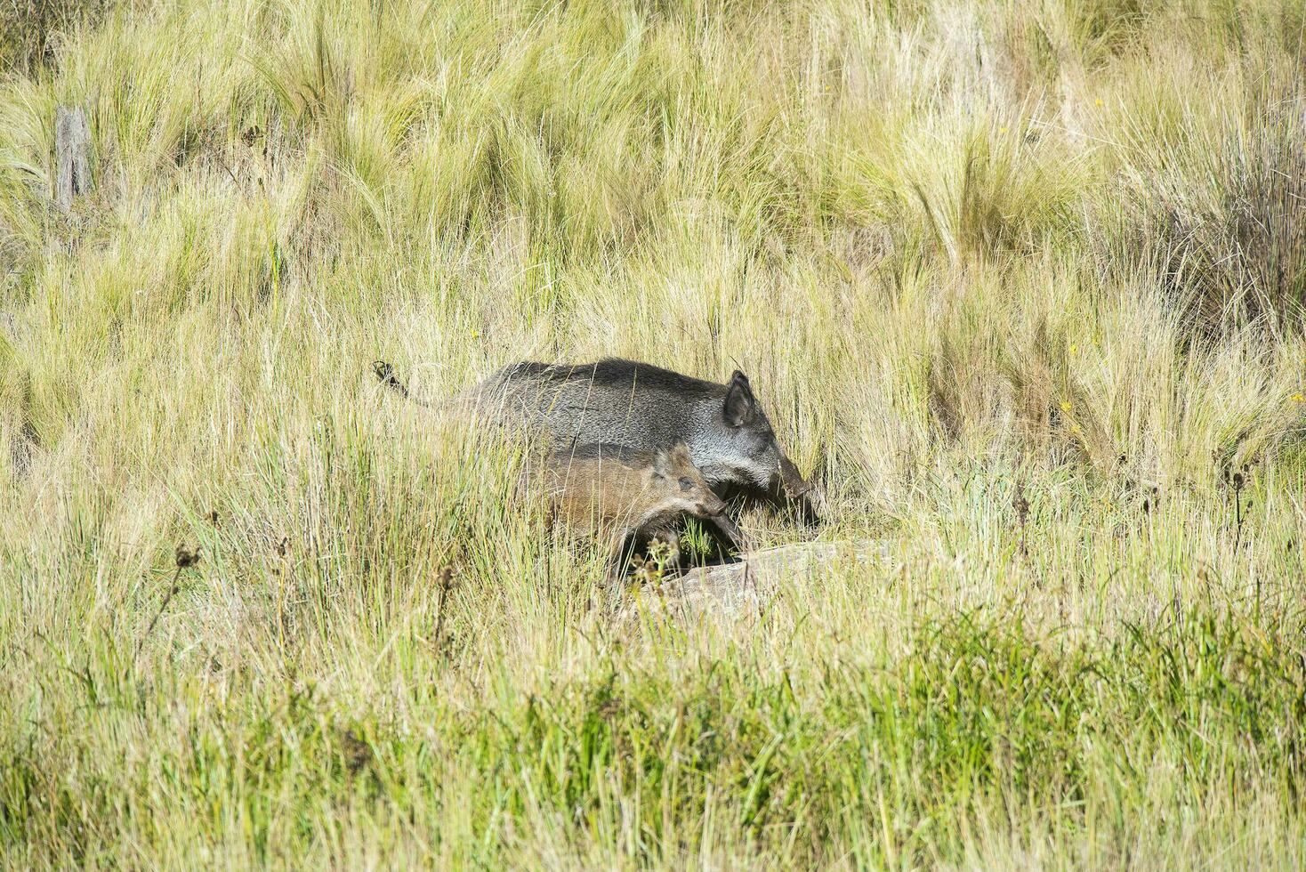 Wild boar mother and calf,  Highland grasslands in Pampa de Achala , Quebrada del Condorito  National Park,Cordoba province, Argentina photo