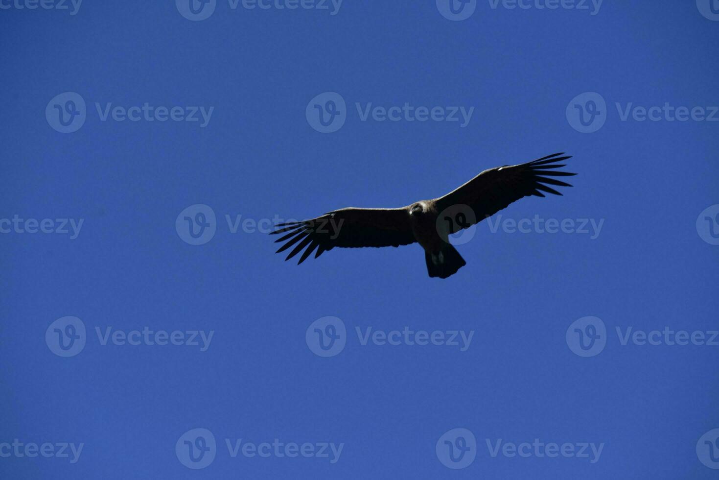 Andean Condor ,Torres del Paine National Park, Patagonia, Chile. photo