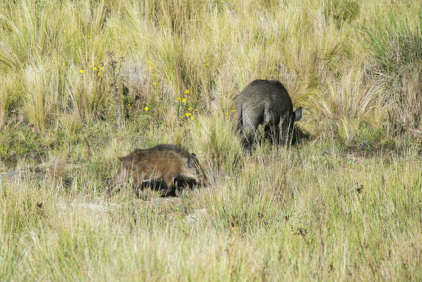 Wild boar mother and calf,  Highland grasslands in Pampa de Achala , Quebrada del Condorito  National Park,Cordoba province, Argentina photo