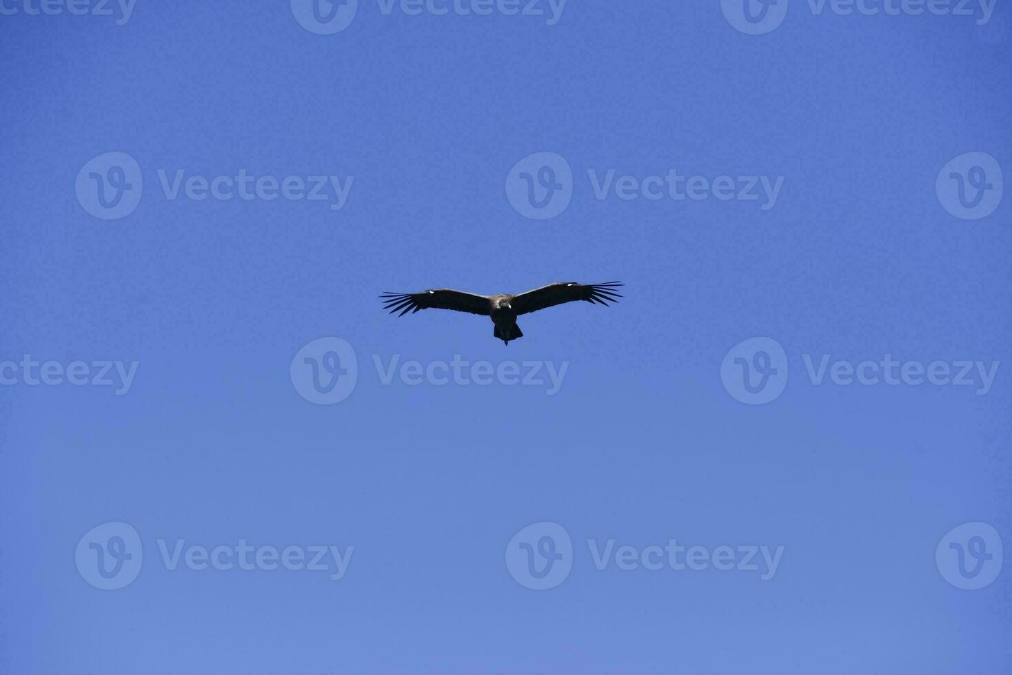 Andean Condor ,Torres del Paine National Park, Patagonia, Chile. photo