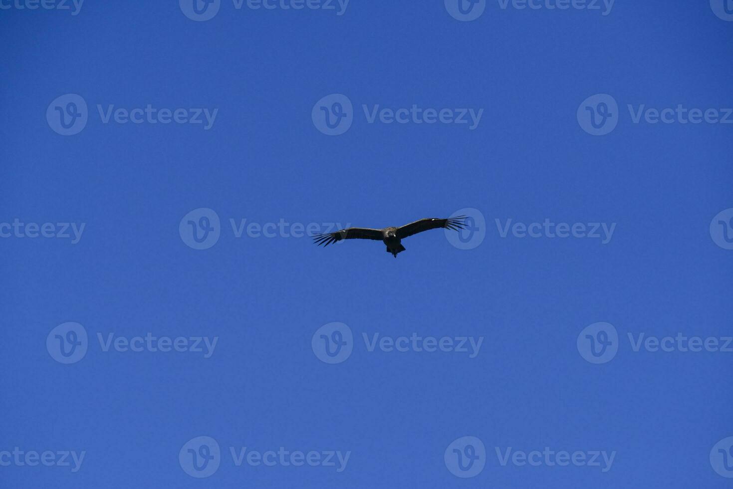 Andean Condor ,Torres del Paine National Park, Patagonia, Chile. photo