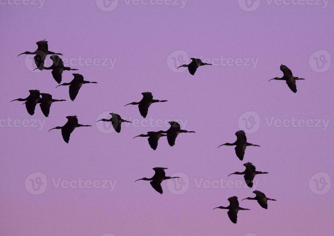 White faced ibis , La Pampa, Patagonia, Argentina photo