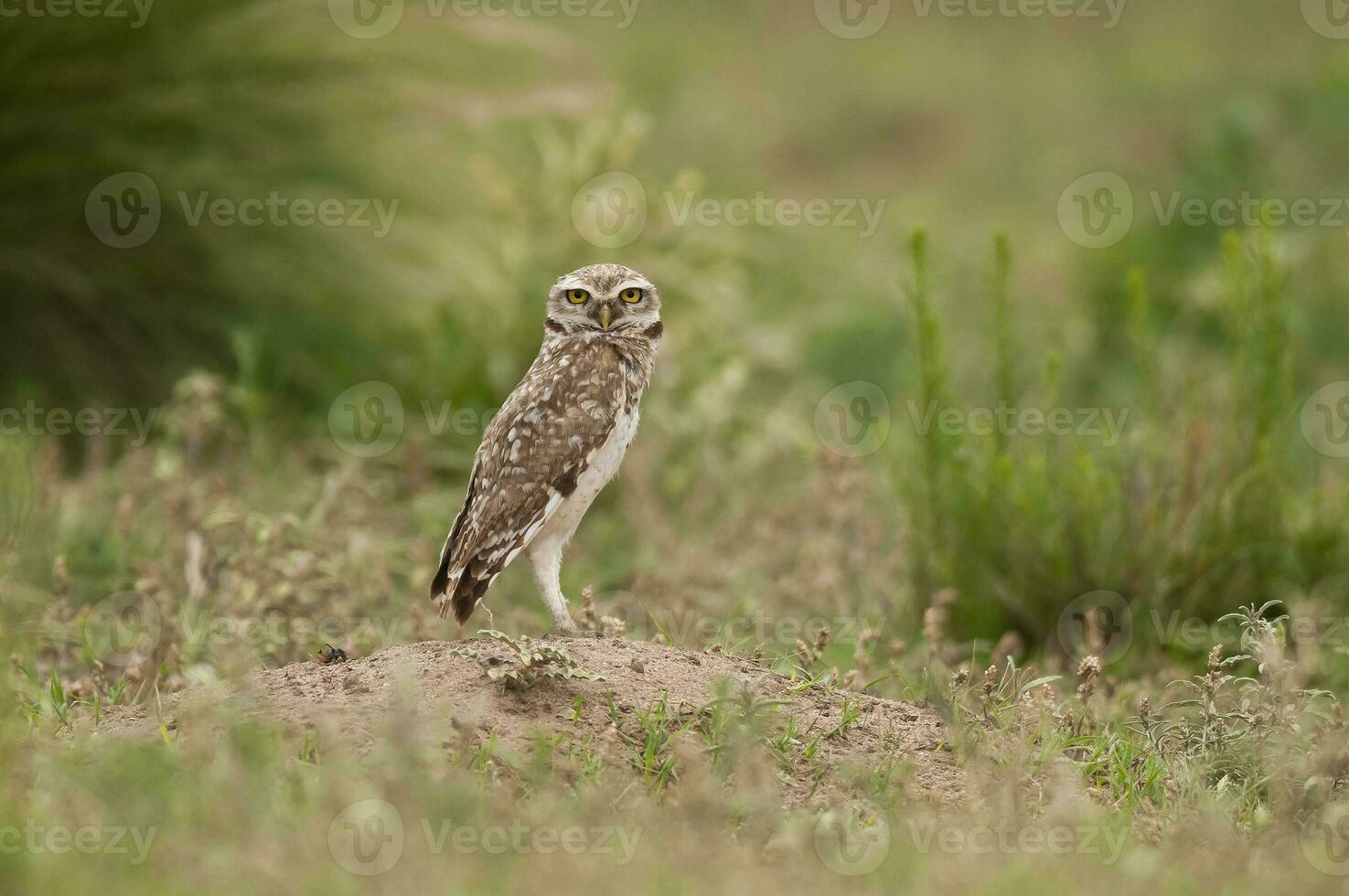 Burrowing Ow in Calden forest environment, La Pampa Province, Patagonia, Argentina. photo