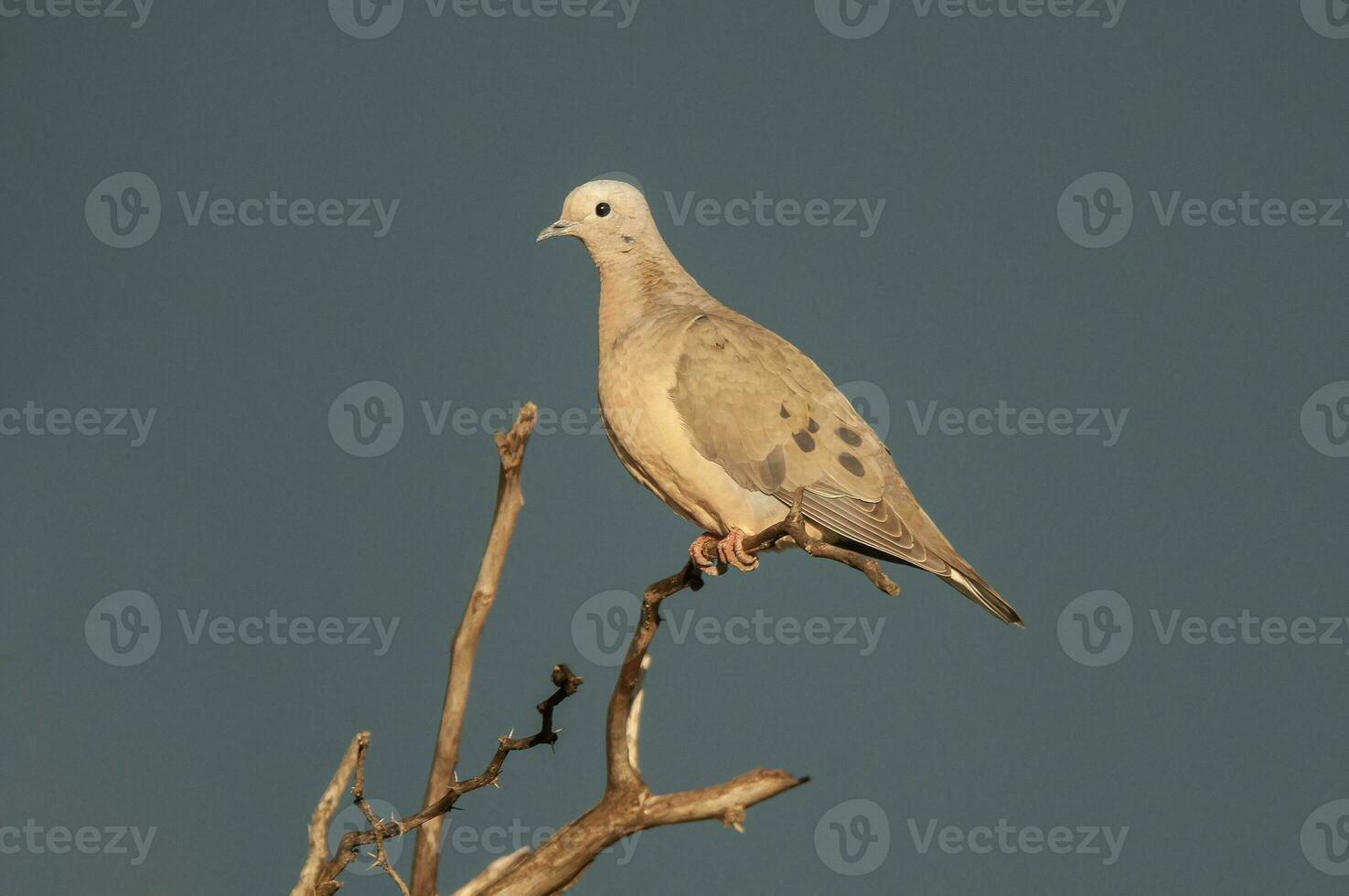 Eared Dove in Calden forest environment, La Pampa, Argentina photo