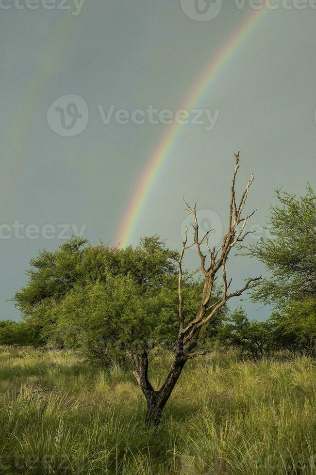 Argentine, Pampas countryside landscape, La Pampa province, Patagonia, Argentina. photo