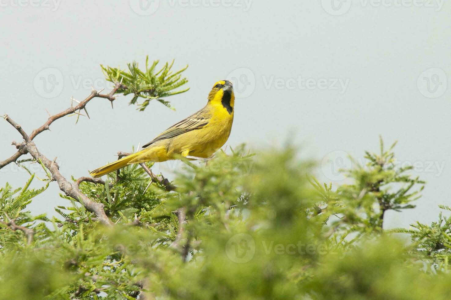 Yellow Cardinal, Gubernatrix cristata, Endangered species in La Pampa, Argentina photo