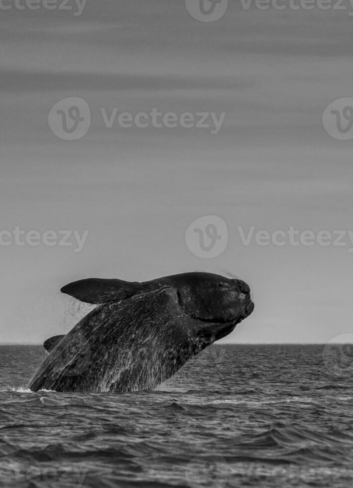 Southern Right whale jumping , Peninsula Valdes Patagonia , Argentina photo