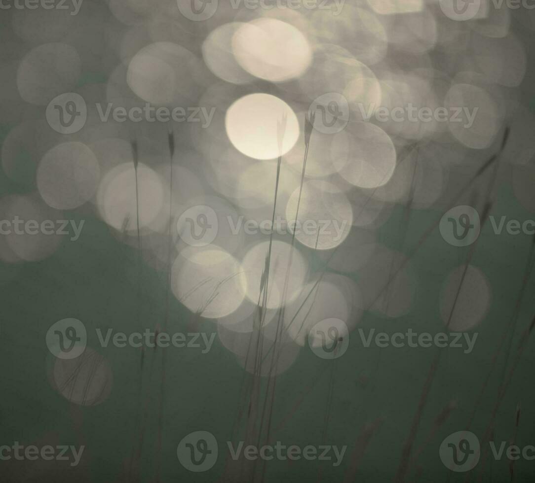 Grass, abstract, background photo