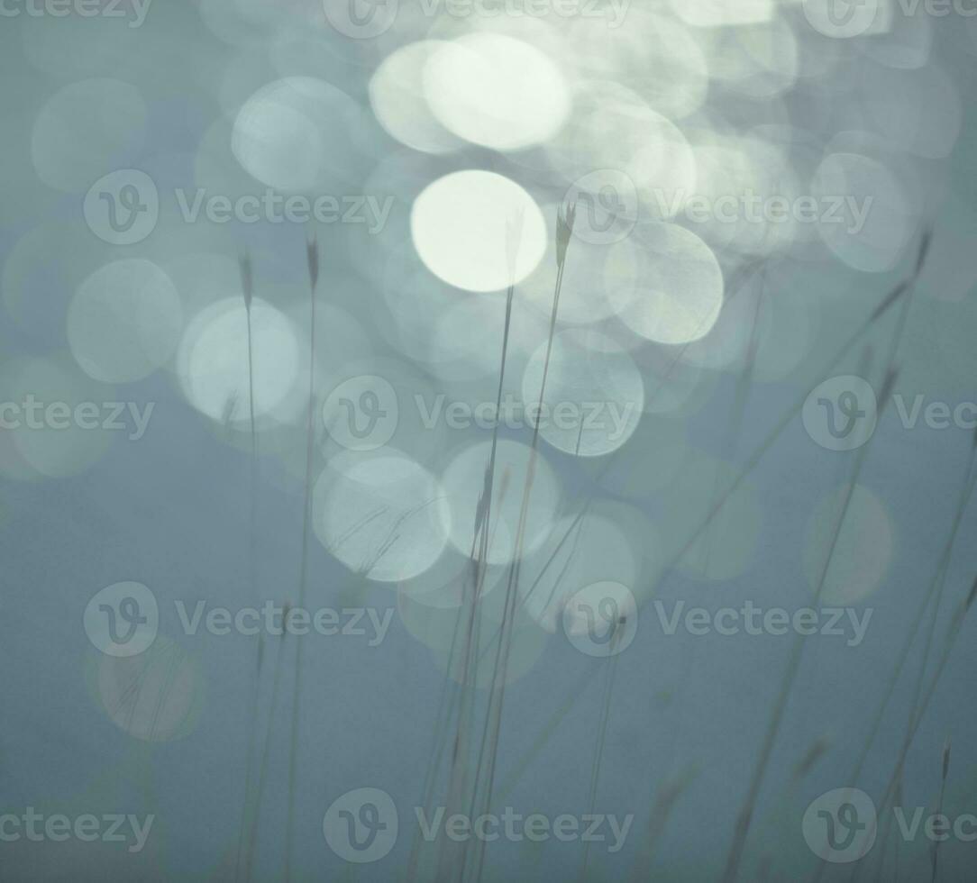Grass, abstract, background photo