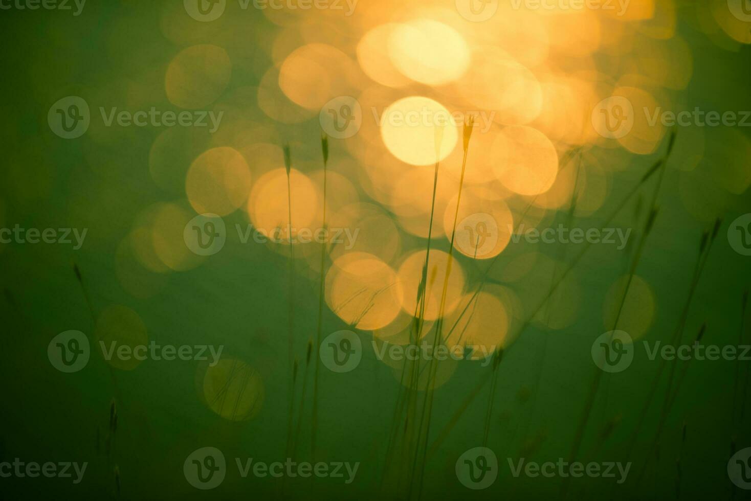 Grass, abstract, background photo