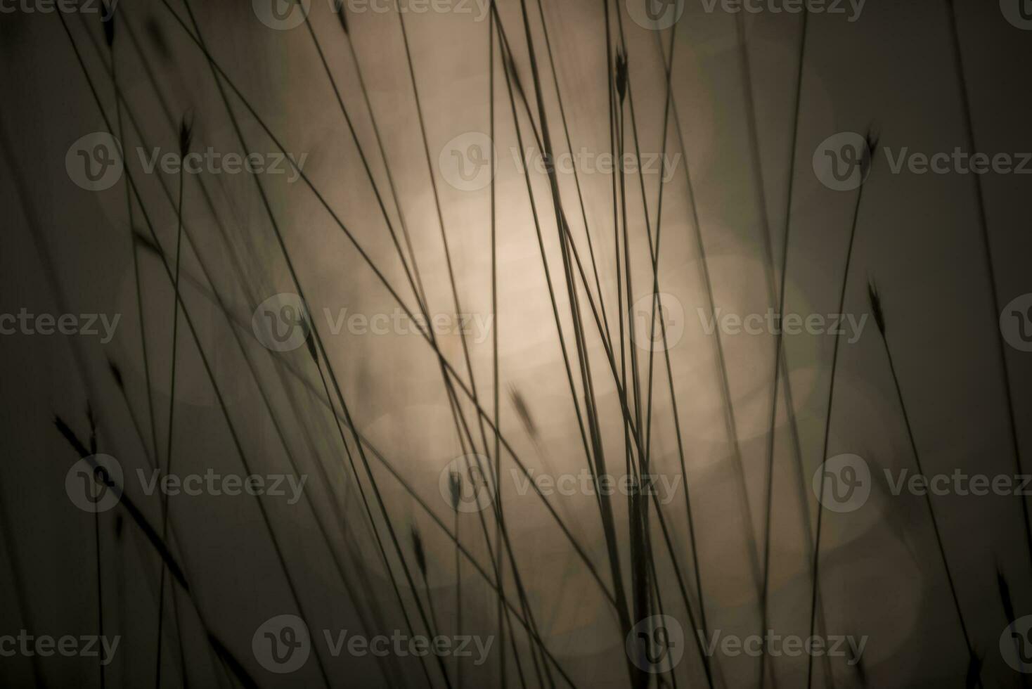 Pampas grass landscape at sunset, La Pampa Province,  Argentina photo