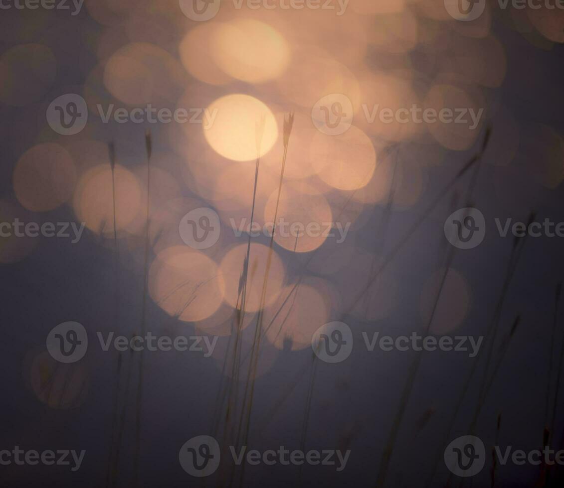 Grass, abstract, background photo