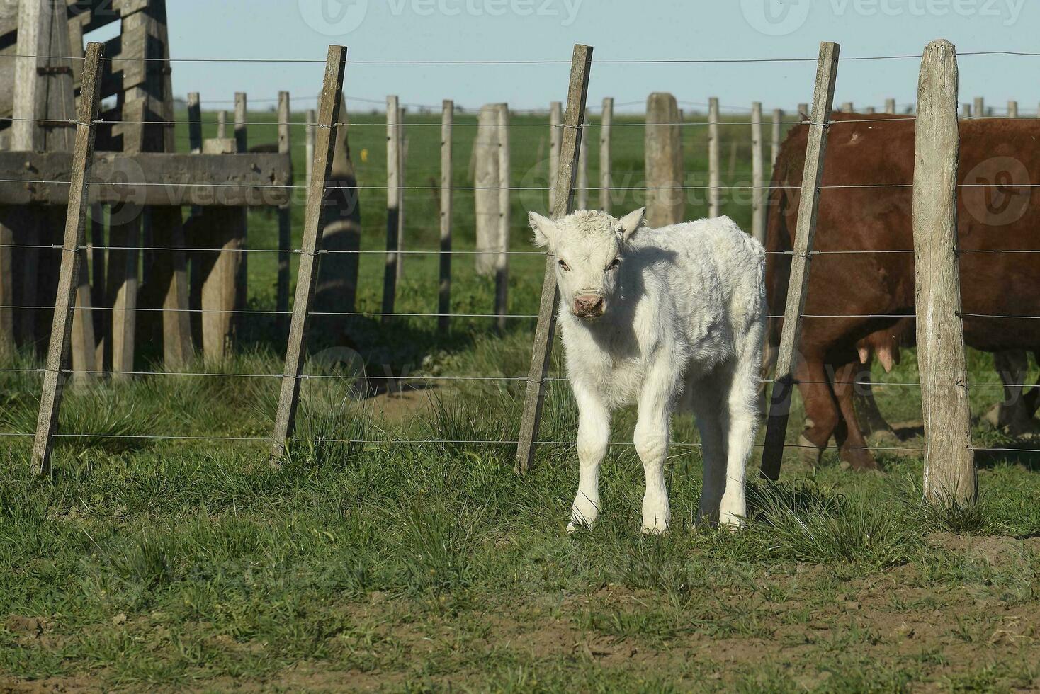 blanco shorthorn becerro , en argentino campo, la pampa provincia, Patagonia, argentina. foto