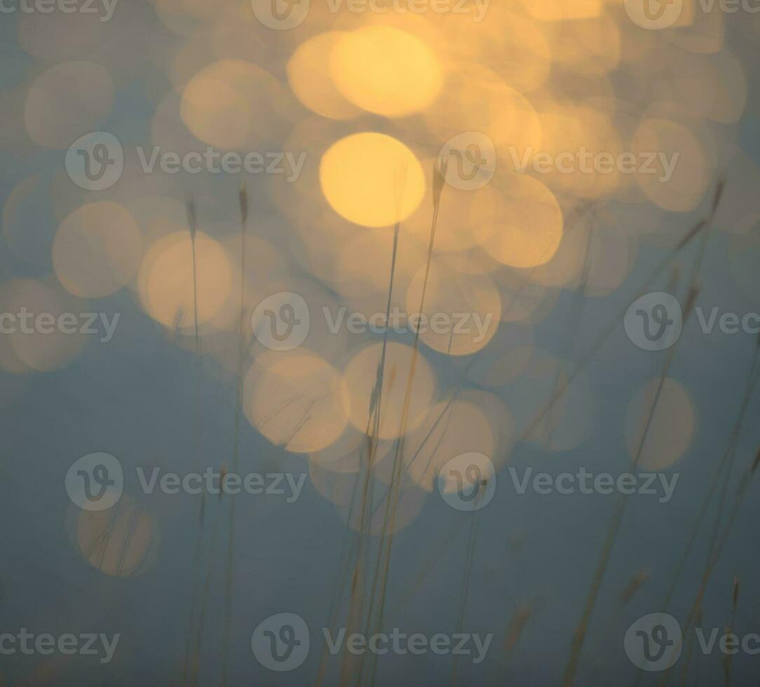 Grass, abstract, background photo