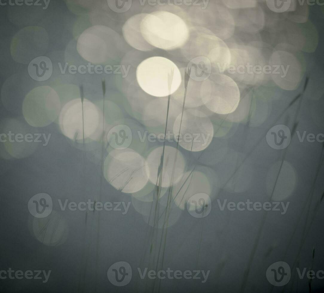 Grass, abstract, background photo