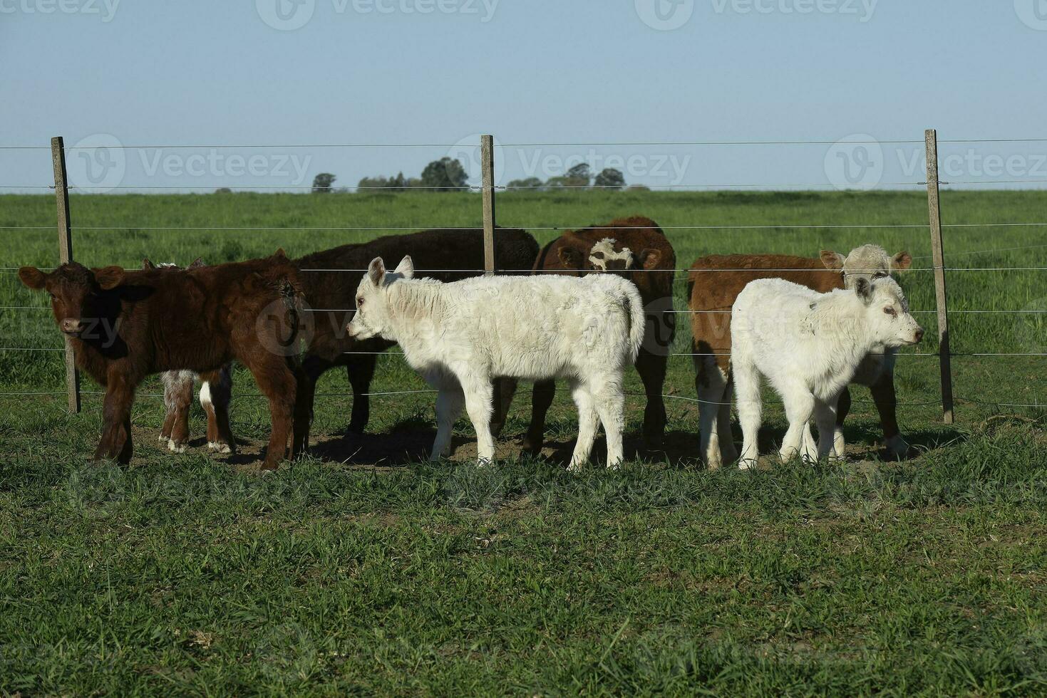 White Shorthorn calf , in Argentine countryside, La Pampa province, Patagonia, Argentina. photo