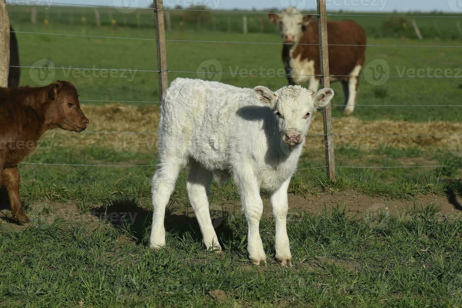 blanco shorthorn becerro , en argentino campo, la pampa provincia, Patagonia, argentina. foto