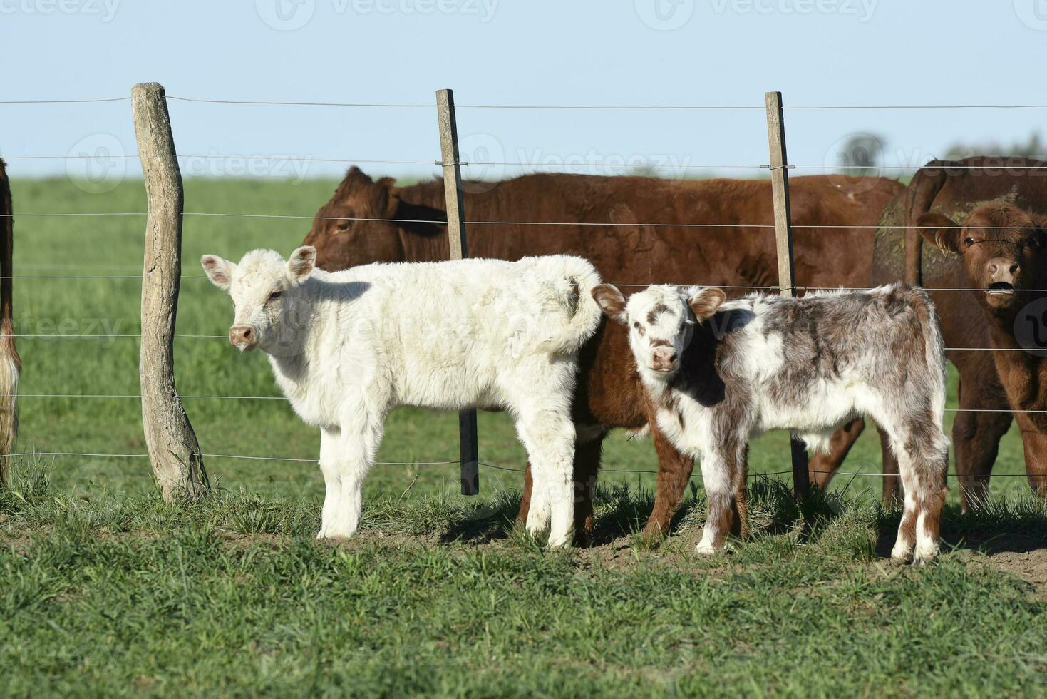 White Shorthorn calf , in Argentine countryside, La Pampa province, Patagonia, Argentina. photo