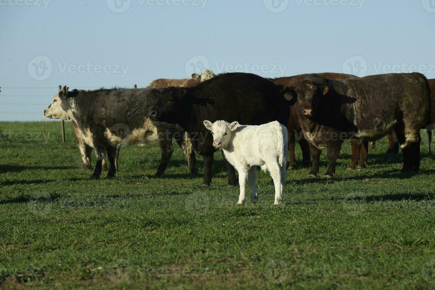Cattle and white Shorthorn calf , in Argentine countryside, La Pampa province, Patagonia, Argentina. photo