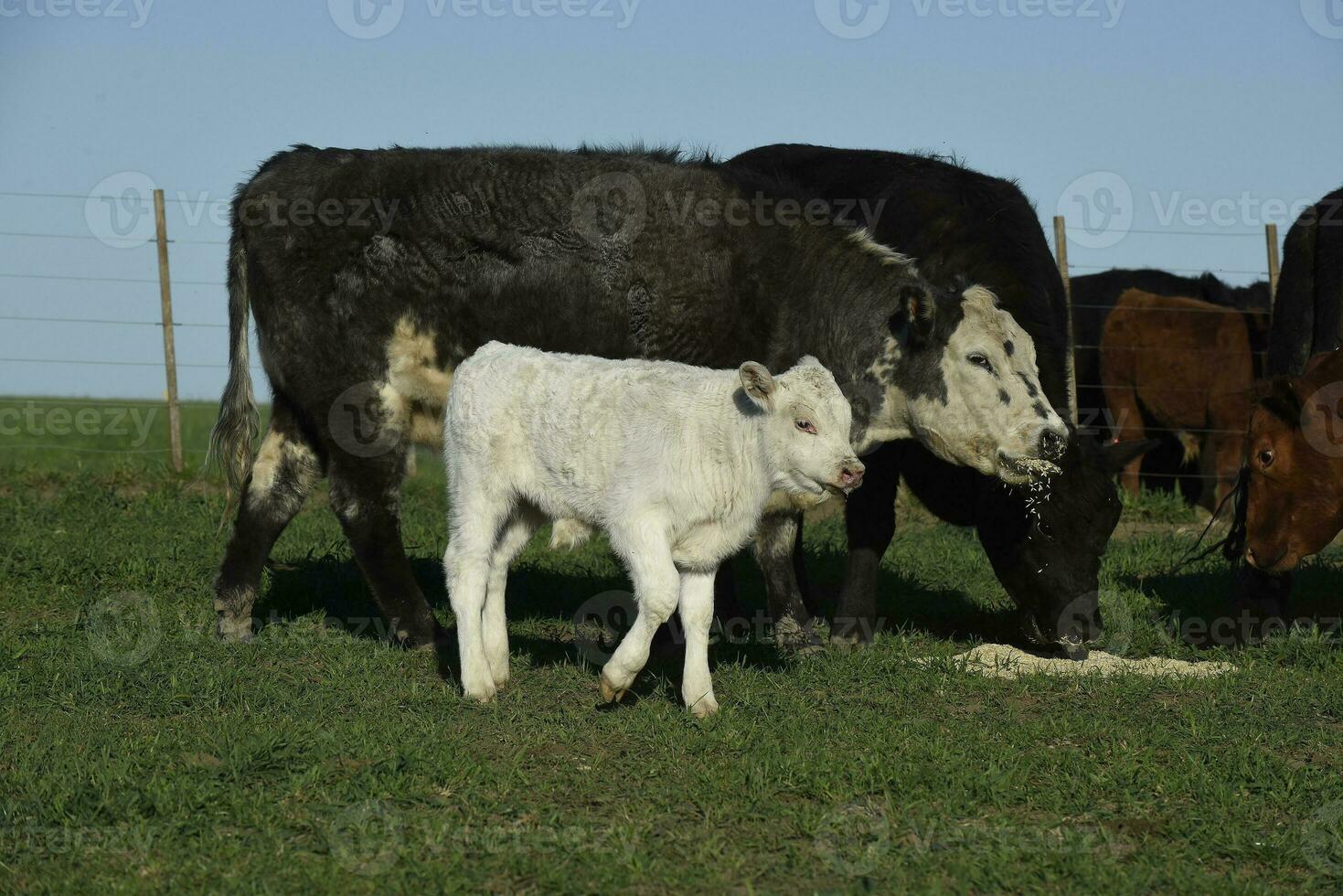 Cattle and white Shorthorn calf , in Argentine countryside, La Pampa province, Patagonia, Argentina. photo