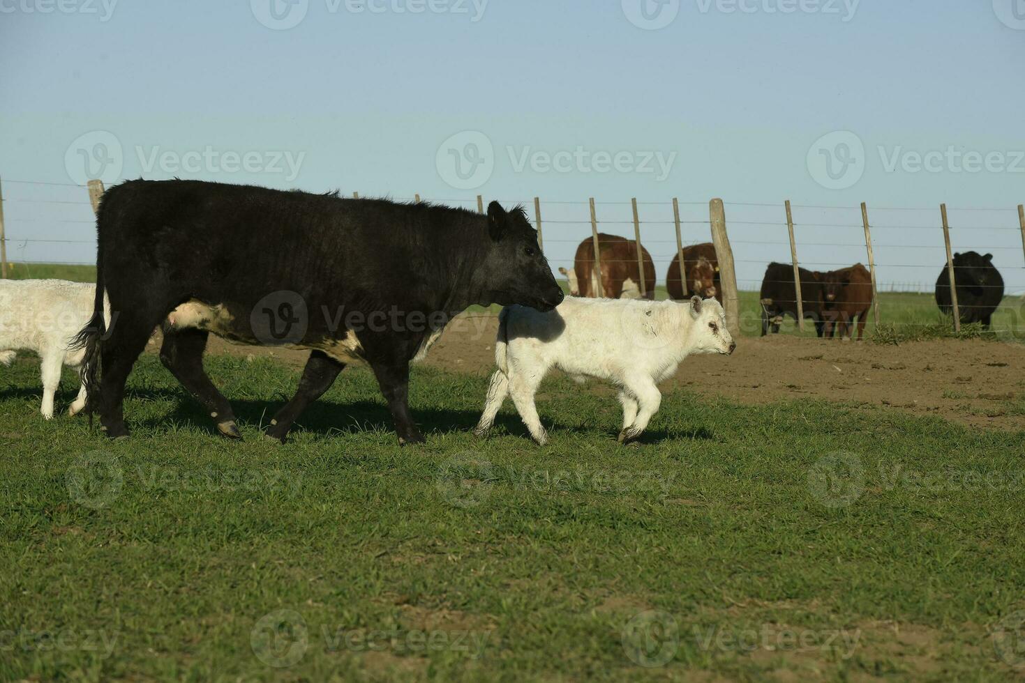 Cattle and white Shorthorn calf , in Argentine countryside, La Pampa province, Patagonia, Argentina. photo